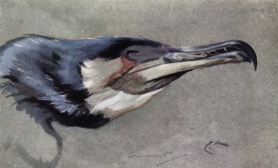 Cormorano da Edwin John Alexander
